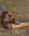 Bot voor Hond